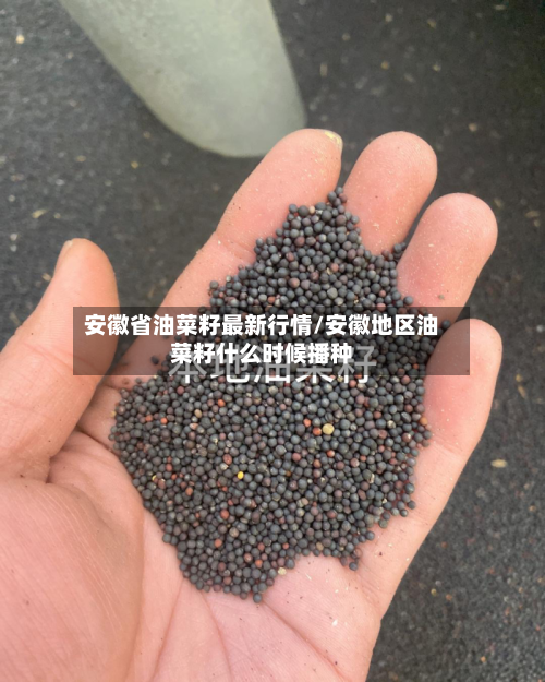 安徽省油菜籽最新行情/安徽地区油菜籽什么时候播种-第2张图片