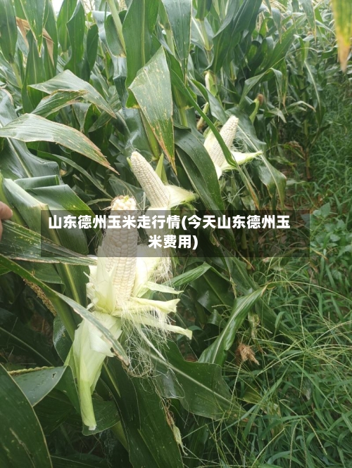 山东德州玉米走行情(今天山东德州玉米费用)-第2张图片