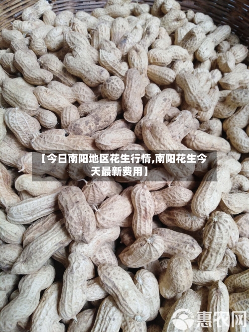 【今日南阳地区花生行情,南阳花生今天最新费用】