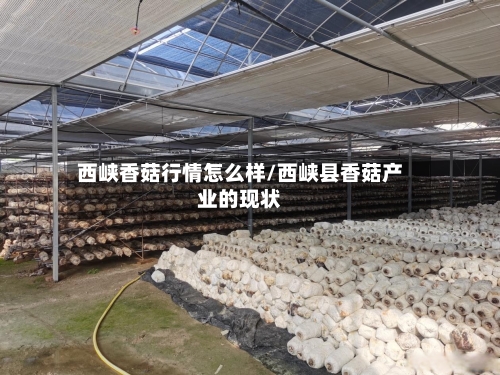 西峡香菇行情怎么样/西峡县香菇产业的现状-第2张图片