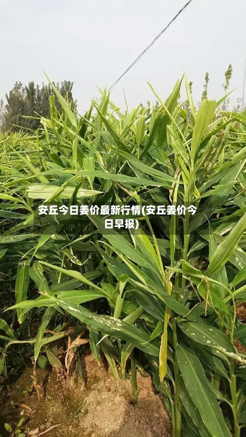 安丘今日姜价最新行情(安丘姜价今日早报)-第2张图片