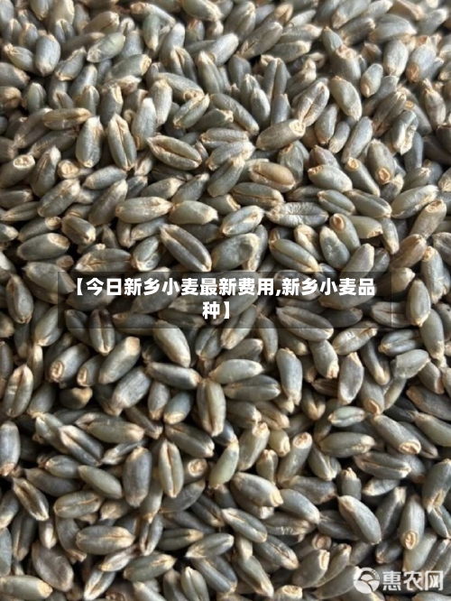 【今日新乡小麦最新费用,新乡小麦品种】