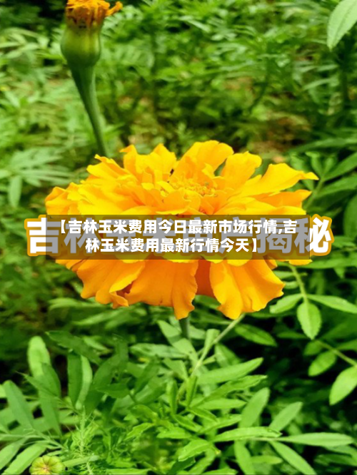 【吉林玉米费用今日最新市场行情,吉林玉米费用最新行情今天】